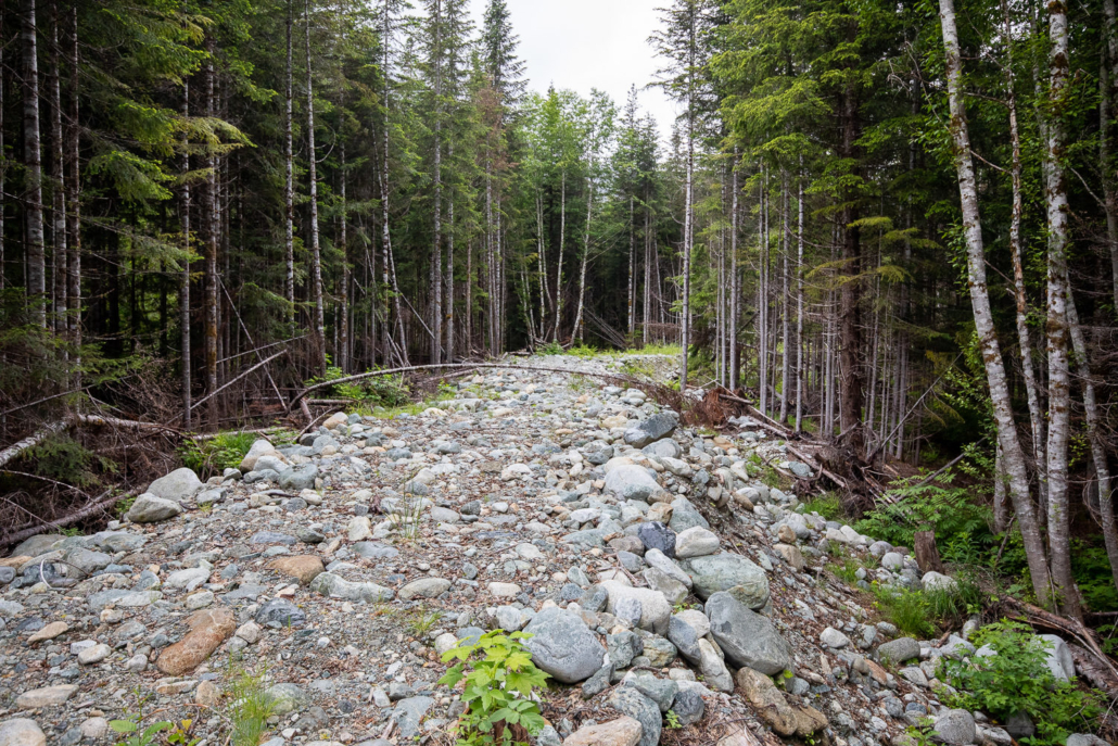 Salmon habitat enhancement area along the Taylor River. The slopes intended for clearcut logging are found above.