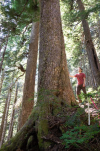 Road location ribbon hangs near a large hemlock tree.