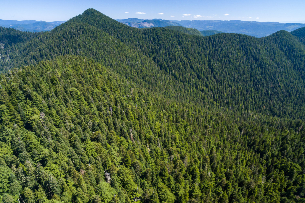 The unprotected and at-risk old-growth headwaters of the Fairy Creek Valley near Port Renfrew. This valley is the last unlogged, intact valley outside of a park on southern Vancouver Island.