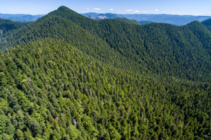 The unprotected and at-risk old-growth headwaters of the Fairy Creek Valley near Port Renfrew. This valley is the last unlogged, intact valley outside of a park on southern Vancouver Island.