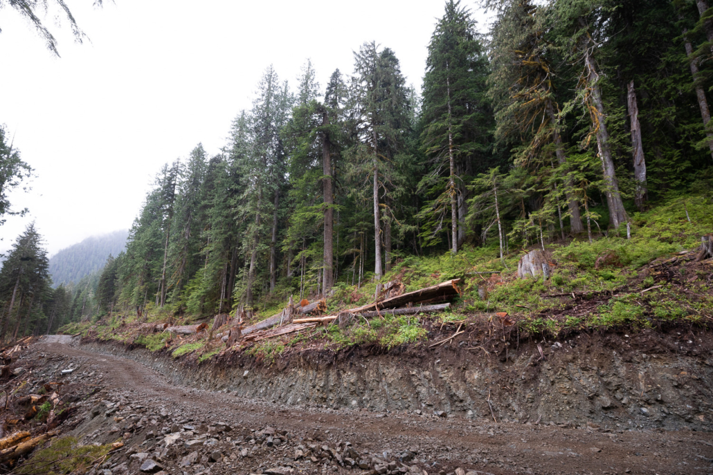 Rainforest destruction by Teal-Jones