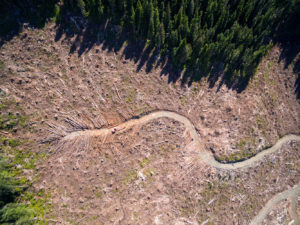 Recent old-growth logging by Teal-Jones adjacent to the Fairy Creek Valley.