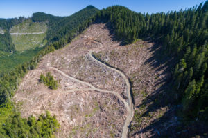Recent old-growth logging by Teal-Jones adjacent to the Fairy Creek Valley.