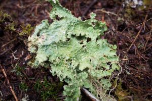 Lobaria oregana.