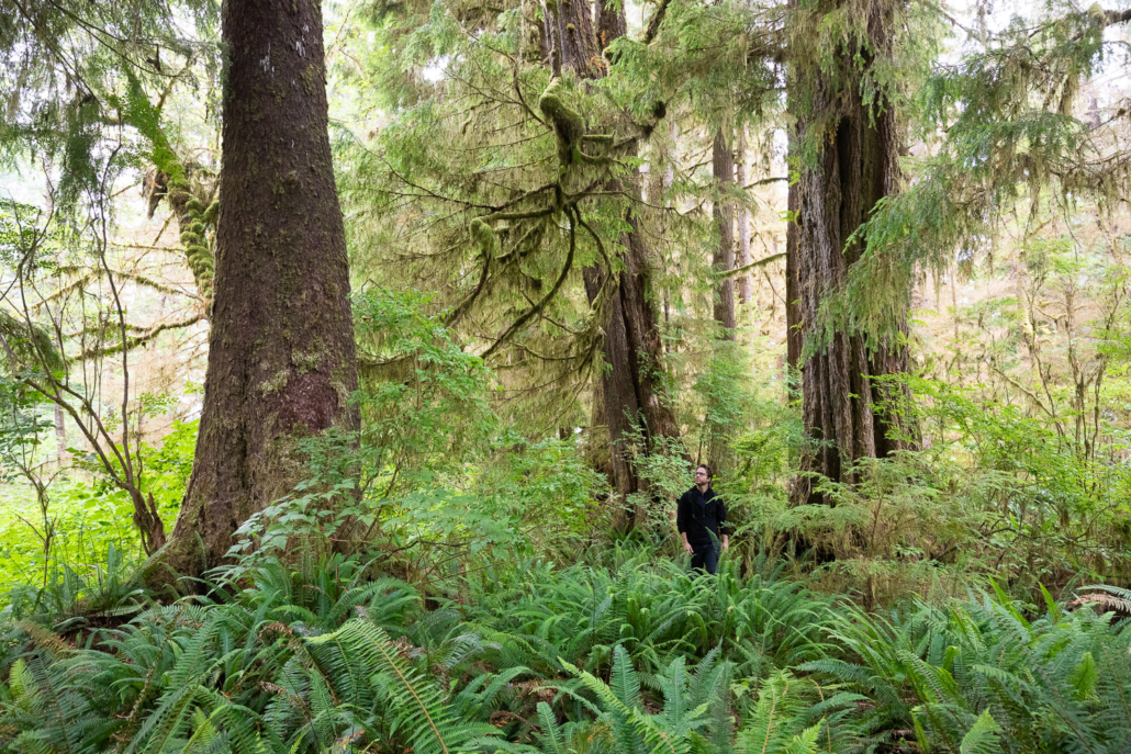 Lush, valley bottom ancient forests.