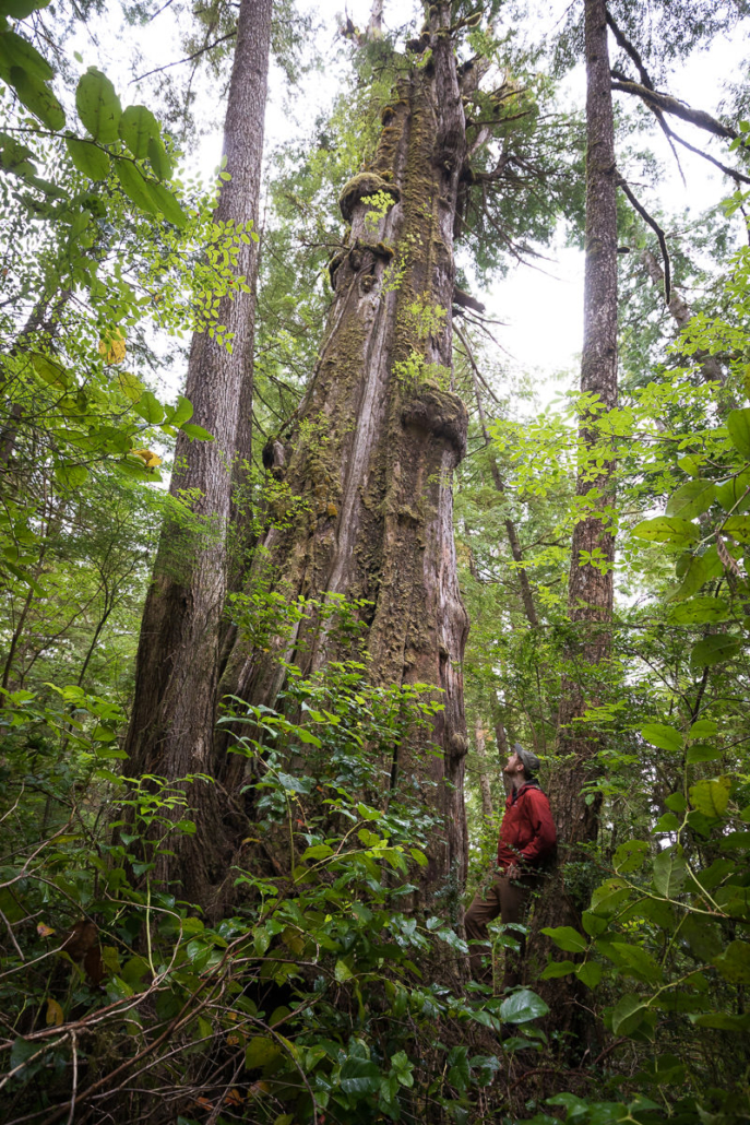 Towering cedars.