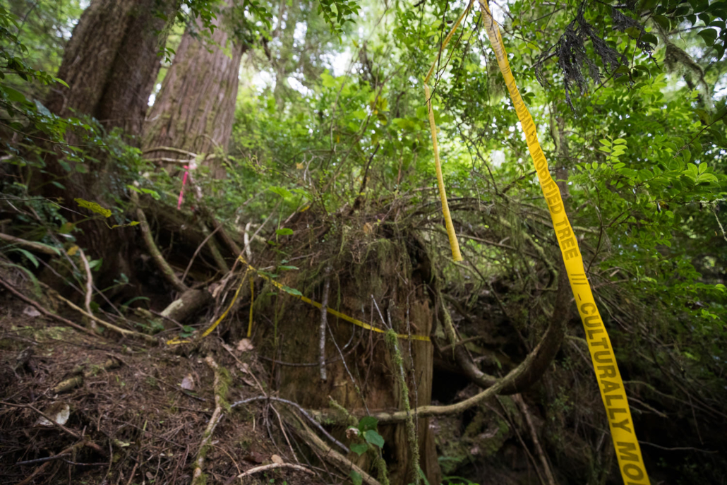 Culturally modified trees, or CMT's, were seen throughout the forest where cedar trees had been previously harvested by First Nations long ago.
