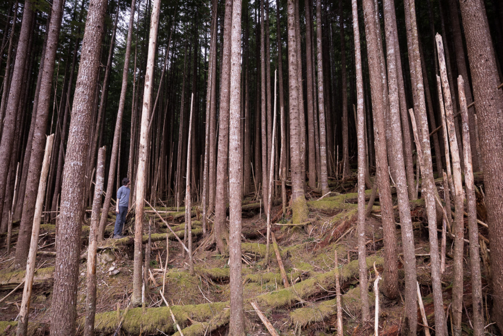 Dense, dark second-growth tree plantations adjacent to the highly complex and biodiverse old-growth that was recently logged. These tree farms lack the structural characteristics of old-growth forests and will never have the chance to become old again under BC's current system of forestry, where they are typically logged again every 50-60 years.
