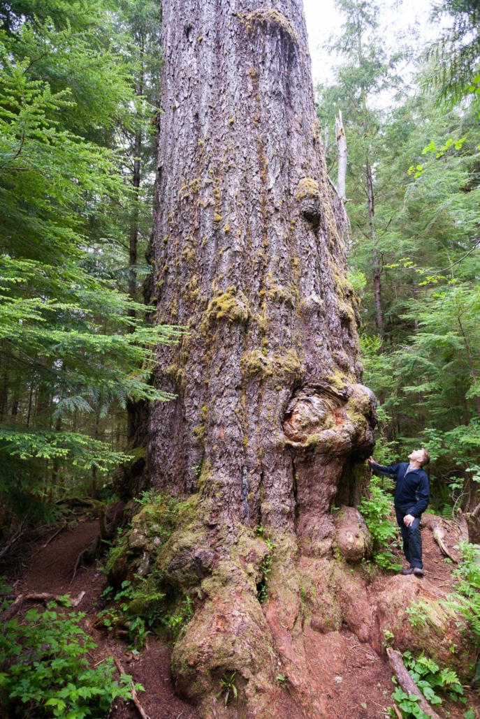 The Red Creek Fir, first identified in 1976, has enjoyed a 46-year reign as the world’s largest Douglas-fir tree and title of Champion Tree. Challengers have come and gone but the Red Creek Fir has kept its crown. Location: San Juan Valley, Pacheedaht Territory. Height 243 ft (74 m), diameter 13.8 ft (4.23 m).