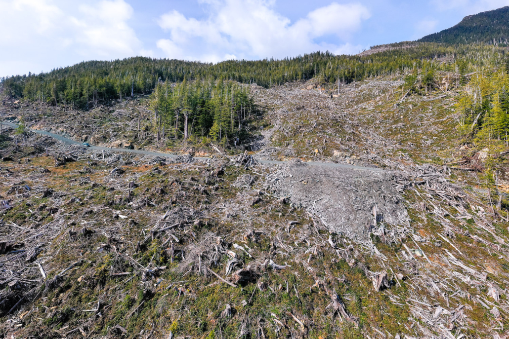 defaultOld-growth logging along the coast.