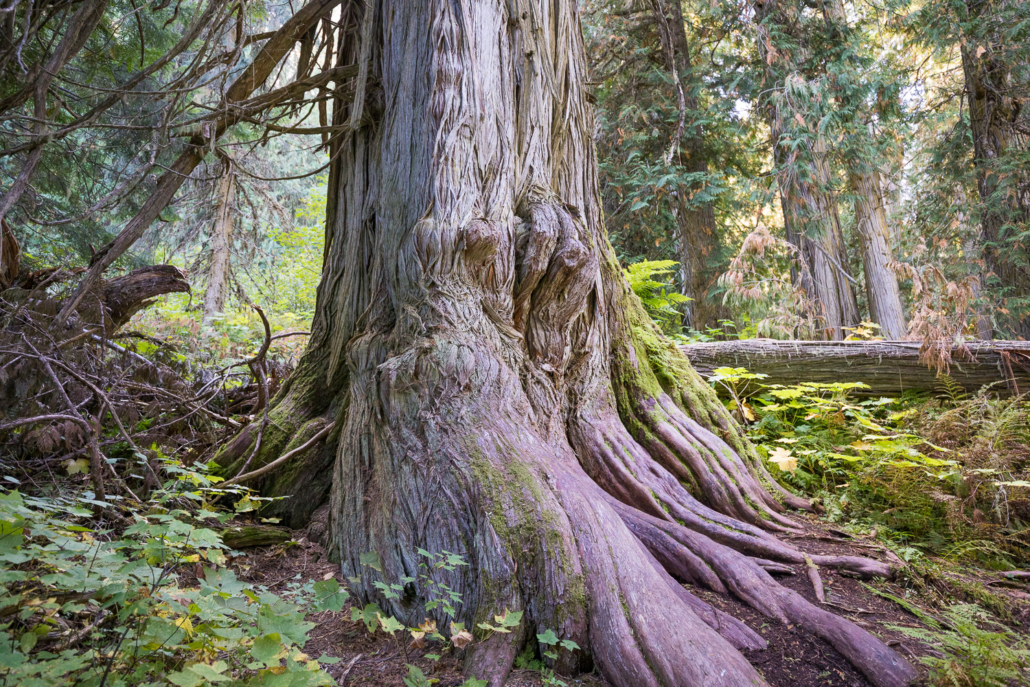 Chun T’oh Whudujut (Ancient Forest) Provincial Park.
