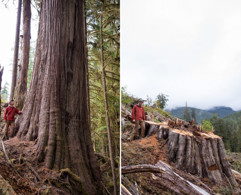 Before-and-after images of old-growth logging in the lower Caycuse Valley, captured by AFA conservation photographer TJ Watt.