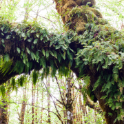 A mossy big leaf maple tree with licorice ferns growing along its trunk and branches.