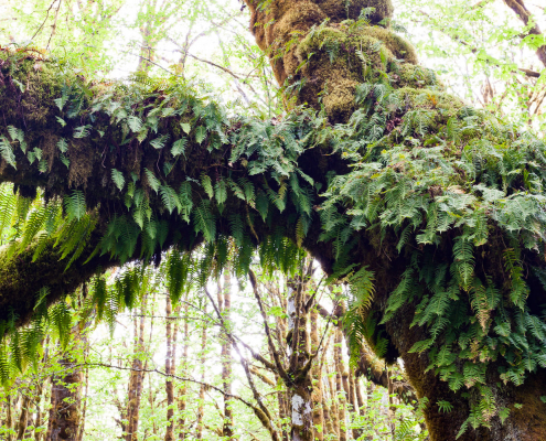 A mossy big leaf maple tree with licorice ferns growing along its trunk and branches.