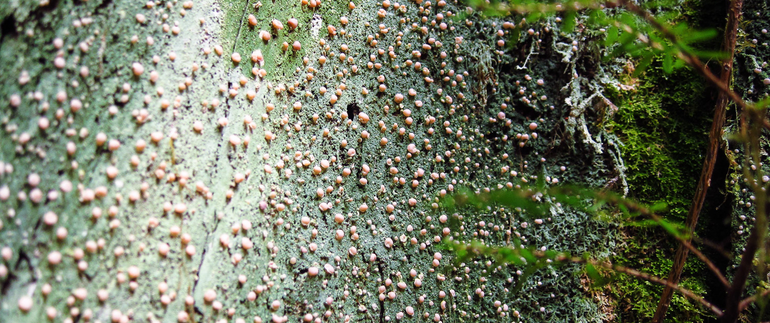 Hundreds of pink Fairy Puke globes scattered across a mint green carpet.