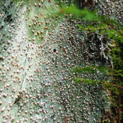 Hundreds of pink Fairy Puke globes scattered across a mint green carpet.
