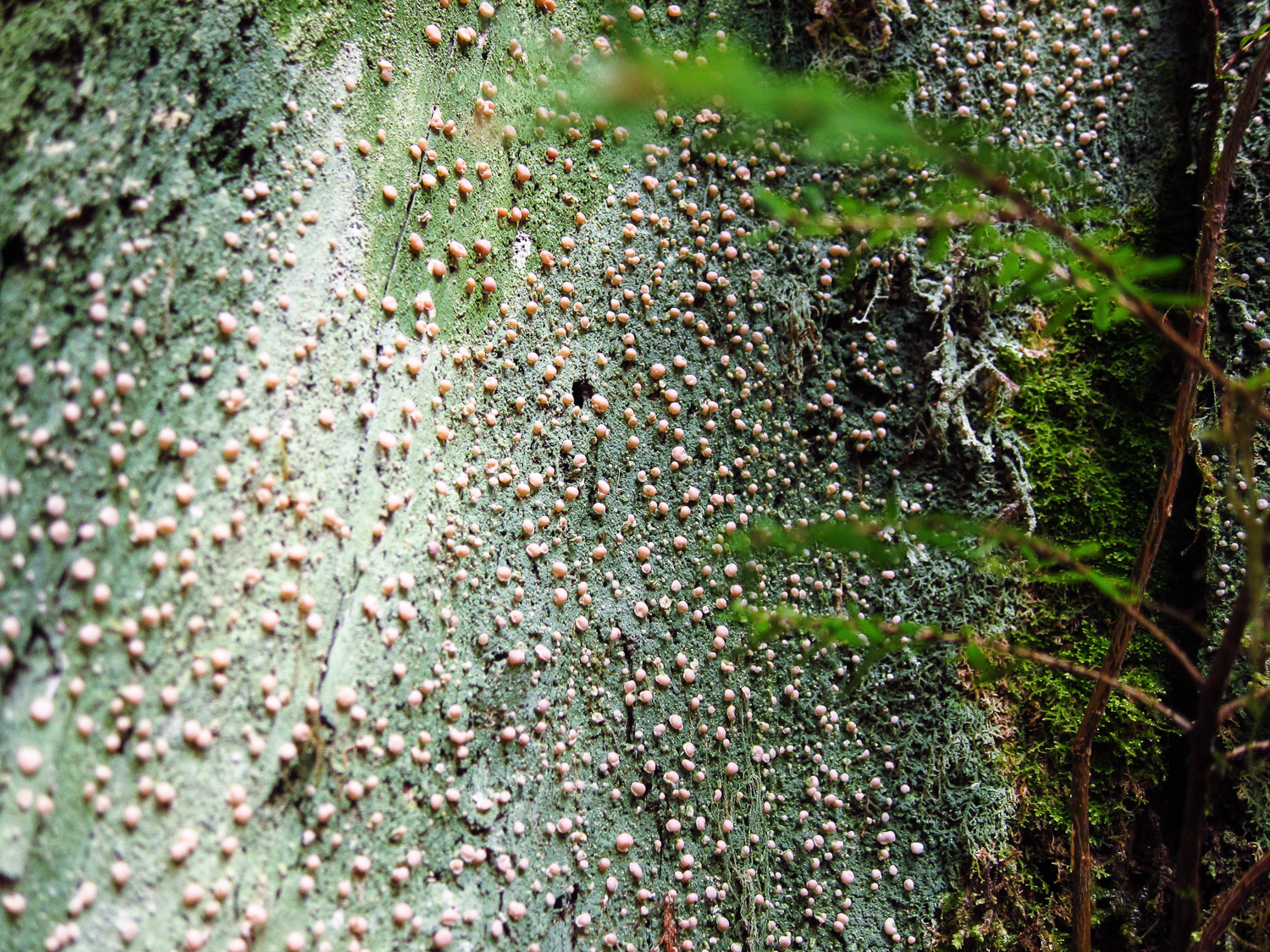 Hundreds of pink Fairy Puke globes scattered across a mint green carpet.