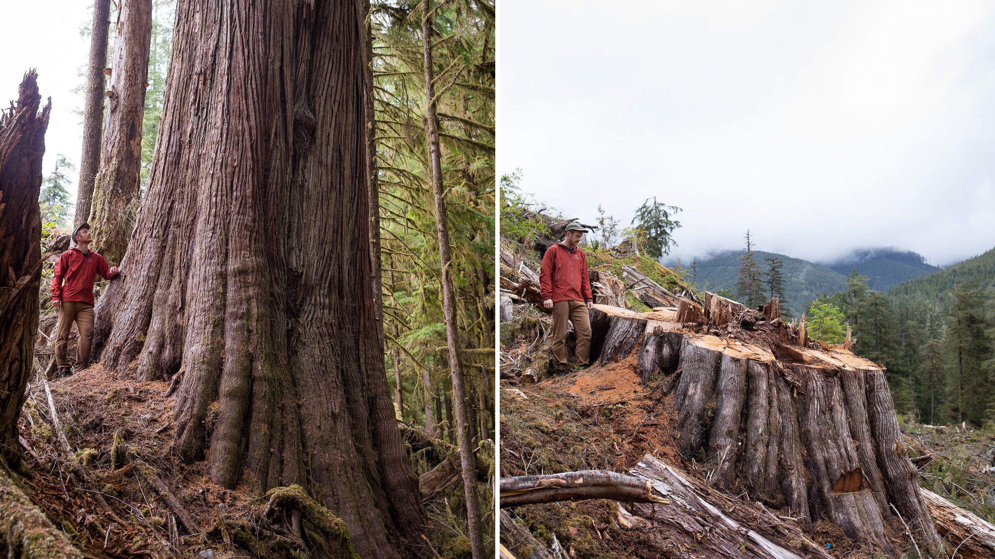 A man in a red jacket stands beside a tree and a stump in astonishingly sad before-and-after images of old-growth logging in the lower Caycuse Valley.