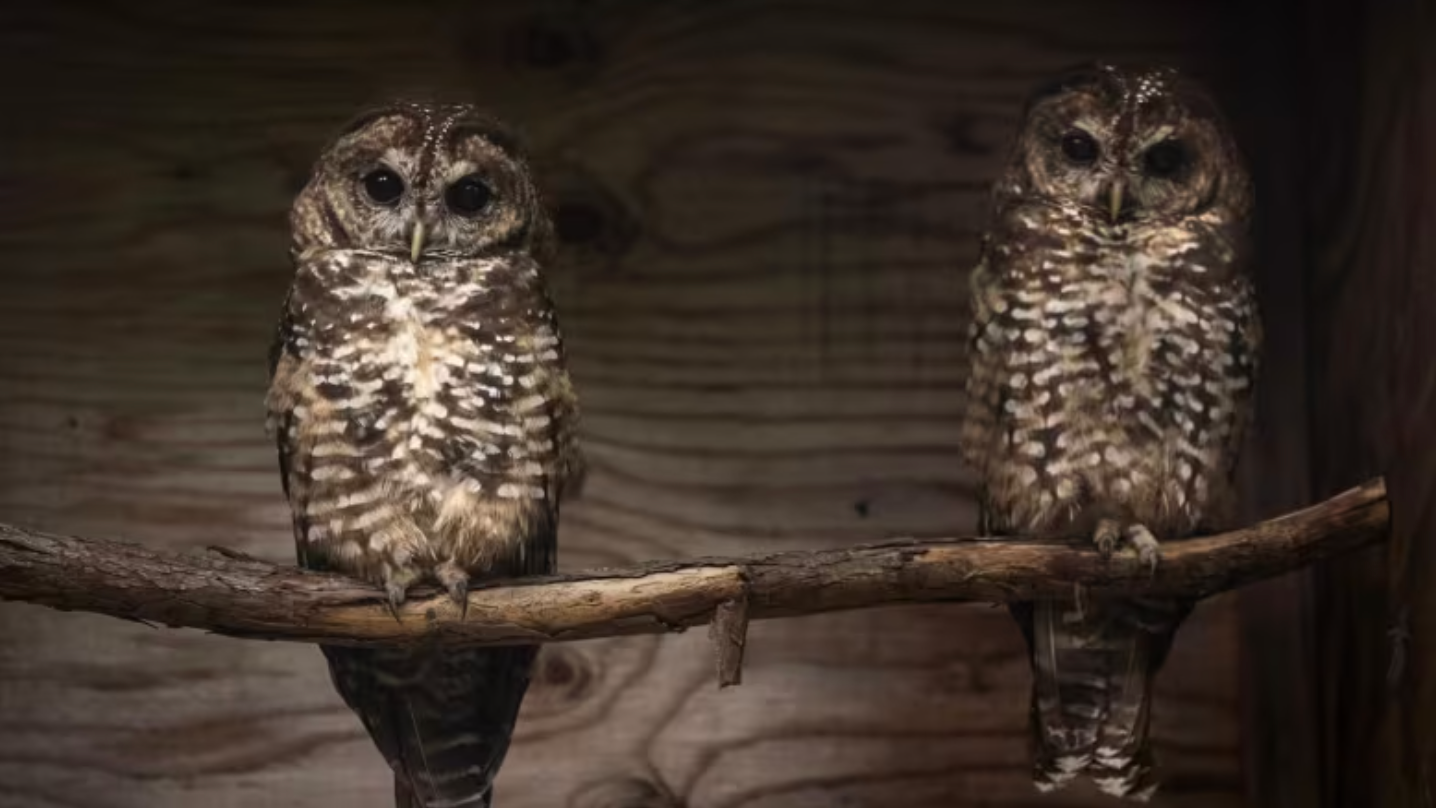 Two northern spotted owls sit side-by-side on a branch