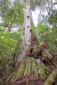 The Caycuse Giant. This monumental cedar is the largest yet identified in the valley yet remains unprotected. In 2021, logging came to within 50 m of the tree. Diameter: 15 ft (4.67 m)