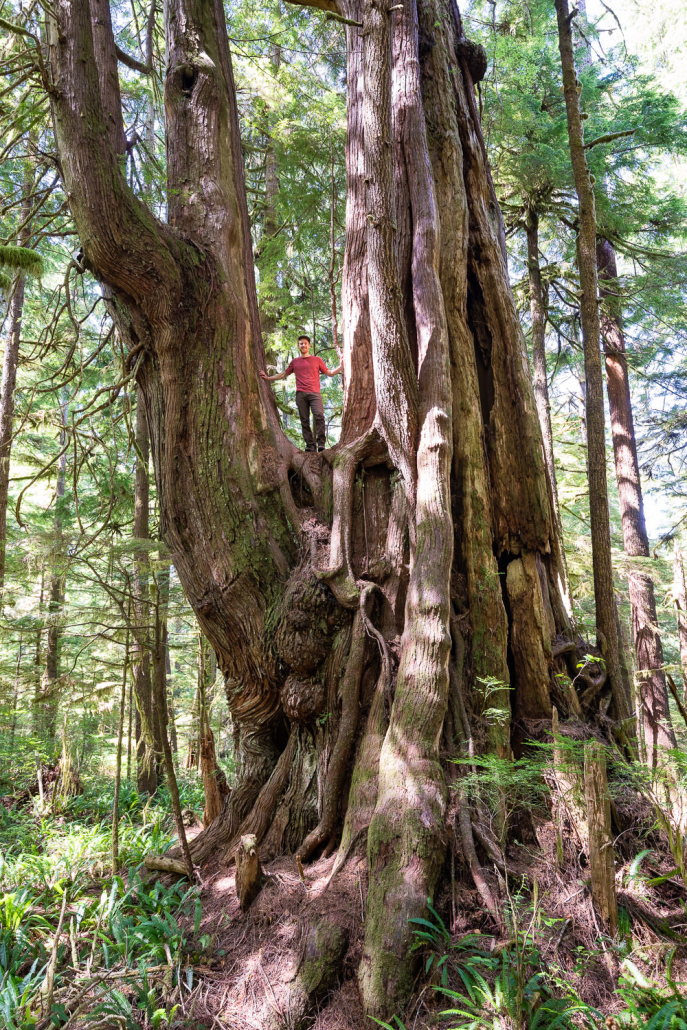 The Triceratops Cedar is one of the most spectacular trees we've ever come across! It grows protected along the shores of Cheewhat Lake on Vancouver Island, BC in Ditidaht territory. Diameter: 15 ft (4.46 m) Height: 141 ft (43 m)