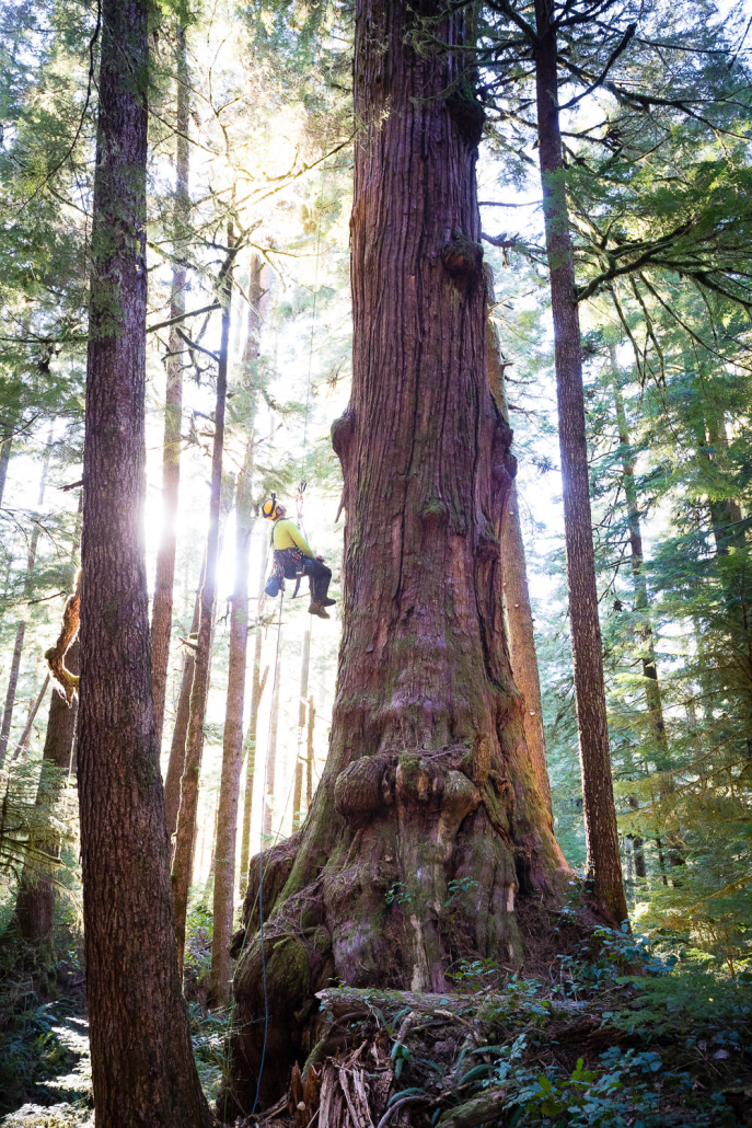 The Cowabunga Cedar in the unprotected Eden Grove near Port Renfrew in Pacheedaht territory. Diameter: 14 ft (4.24 m) Height: 170 ft (52 m)