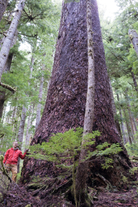 A massive Douglas-fir tree growing unprotected on the south slopes of Edinburgh Mt near Port Renfrew in Pacheedaht territory. Diameter: 11 ft (3.38 m)