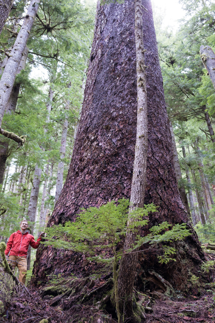 A massive Douglas-fir tree growing unprotected on the south slopes of Edinburgh Mt near Port Renfrew in Pacheedaht territory. Diameter: 11 ft (3.38 m)