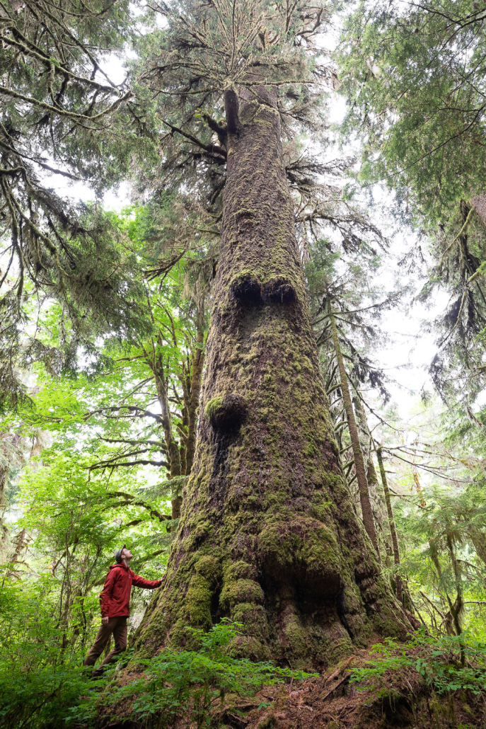 Maxine's Tree is located within the Carmanah-Walbran Provincial Park and on of the largest spruce trees in Canada! Diameter: 13.2 ft (4 m)
Height: 265 ft (80.77 m) Volume: 266 m3