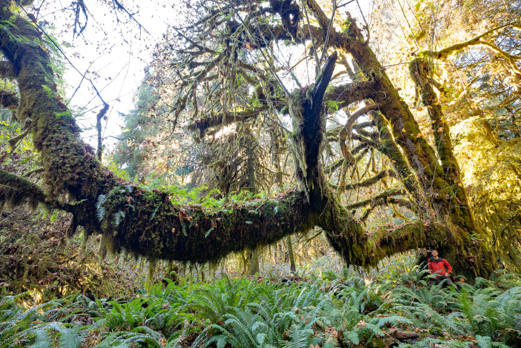 The Woolly Giant Big-leaf maple tree in Mossome Grove near Port Renfrew in Pacheedaht territory. Like a giant mammoth trunk, this tree likely has one of the longest lateral branches in the country!