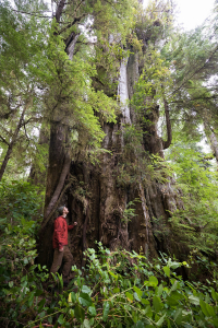 The Vernon Garden Cedar grows unprotected in the forests of Vernon Bay in Uchucklesaht and Tseshaht territory. Diameter: 12 ft (3.6 m)
