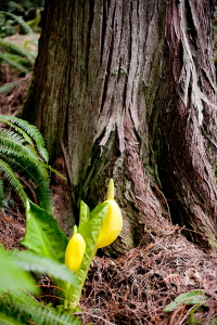 Western skunk cabbage, with their gargantuan leaves, flourish in wet, swampy areas in the rainforest and are among the earliest flowering plants to grace our forests.