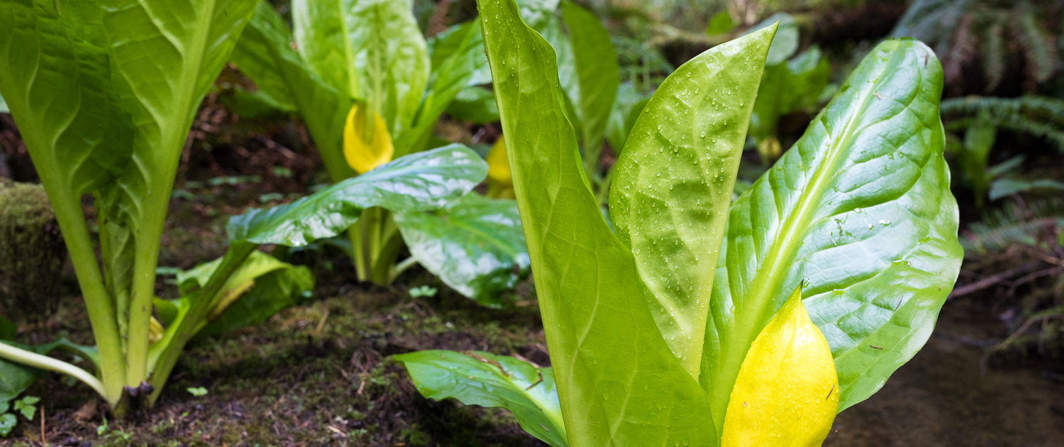 A group of western skunk cabbage plants begins to show their yellow flowers.