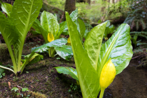 Western skunk cabbage, with their gargantuan leaves, flourish in wet, swampy areas in the rainforest and are among the earliest flowering plants to grace our forests.
