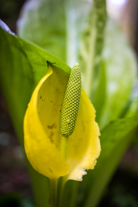 Western skunk cabbage, with their gargantuan leaves, flourish in wet, swampy areas in the rainforest and are among the earliest flowering plants to grace our forests.