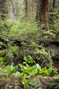 Western skunk cabbage, with their gargantuan leaves, flourish in wet, swampy areas in the rainforest and are among the earliest flowering plants to grace our forests.