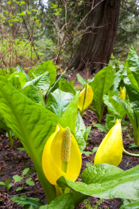 Western skunk cabbage, with their gargantuan leaves, flourish in wet, swampy areas in the rainforest and are among the earliest flowering plants to grace our forests.