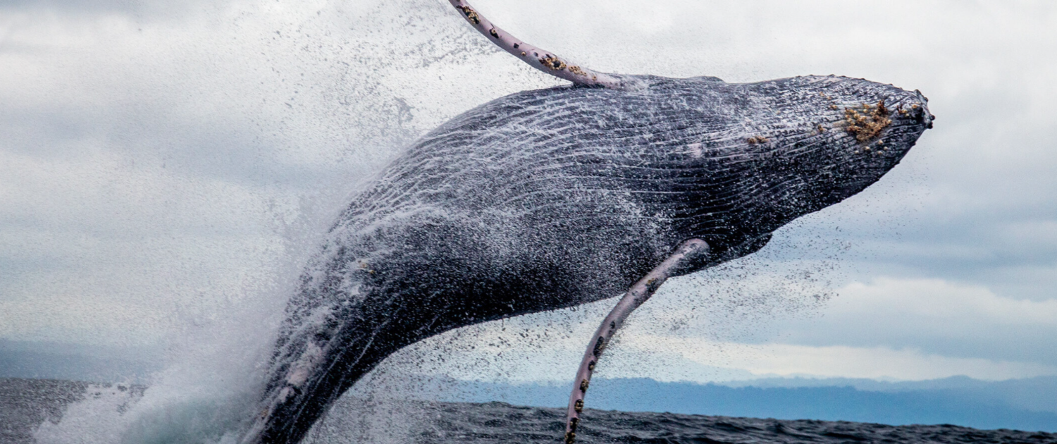 A humpback whale breaching.