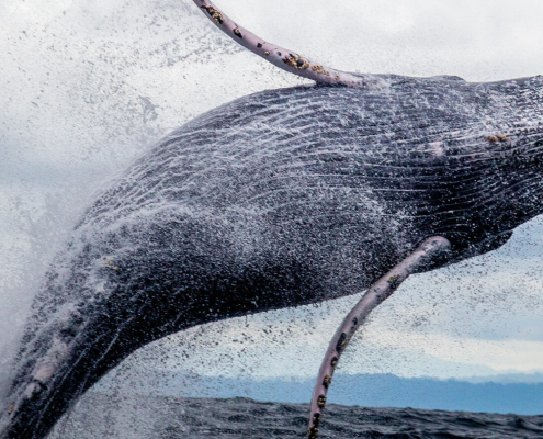 A humpback whale breaching.