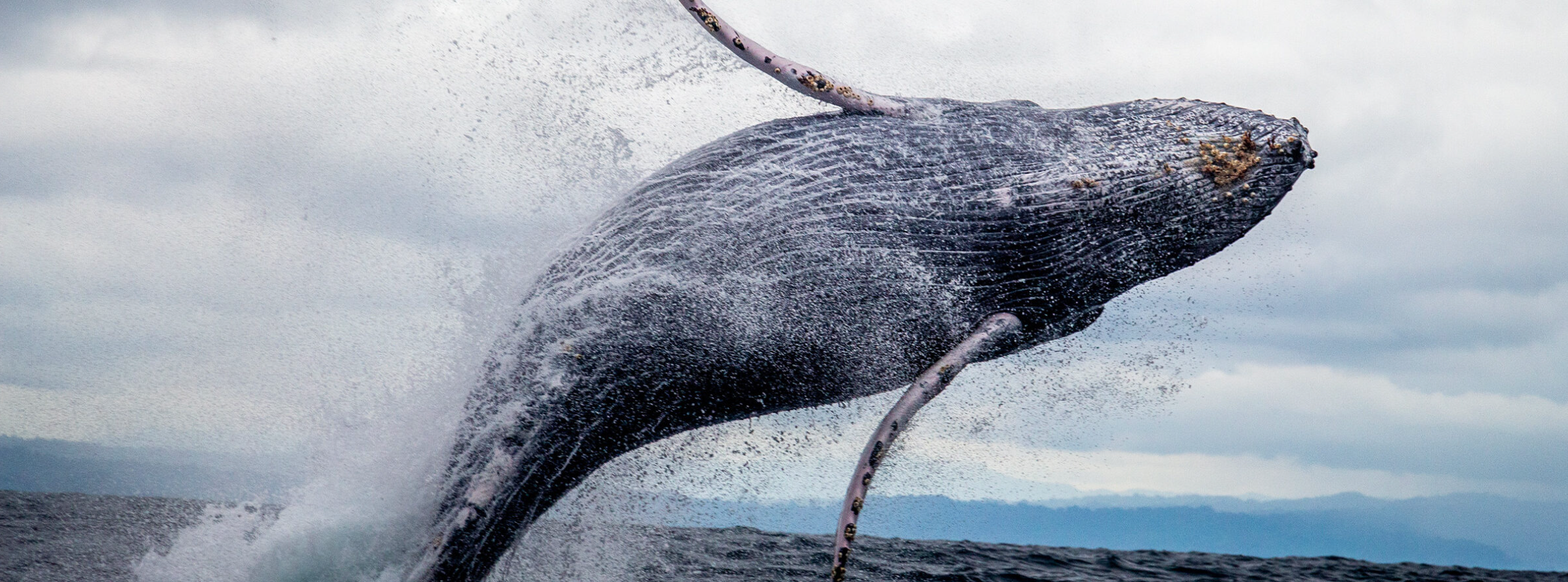 A humpback whale breaching.