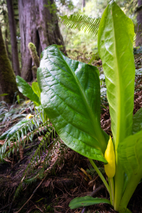 Western skunk cabbage, with their gargantuan leaves, flourish in wet, swampy areas in the rainforest and are among the earliest flowering plants to grace our forests.