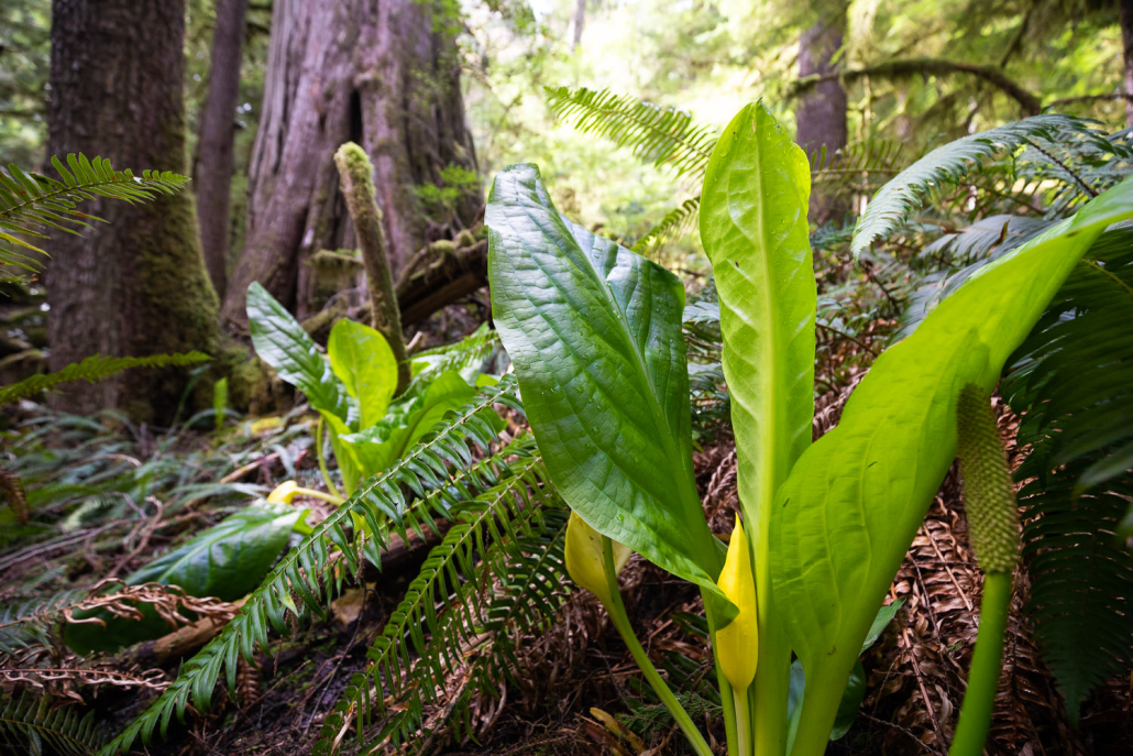 Western skunk cabbage, with their gargantuan leaves, flourish in wet, swampy areas in the rainforest and are among the earliest flowering plants to grace our forests.