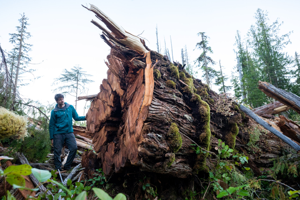 A man in a blue jacket stands beside a fallen western redcedar.