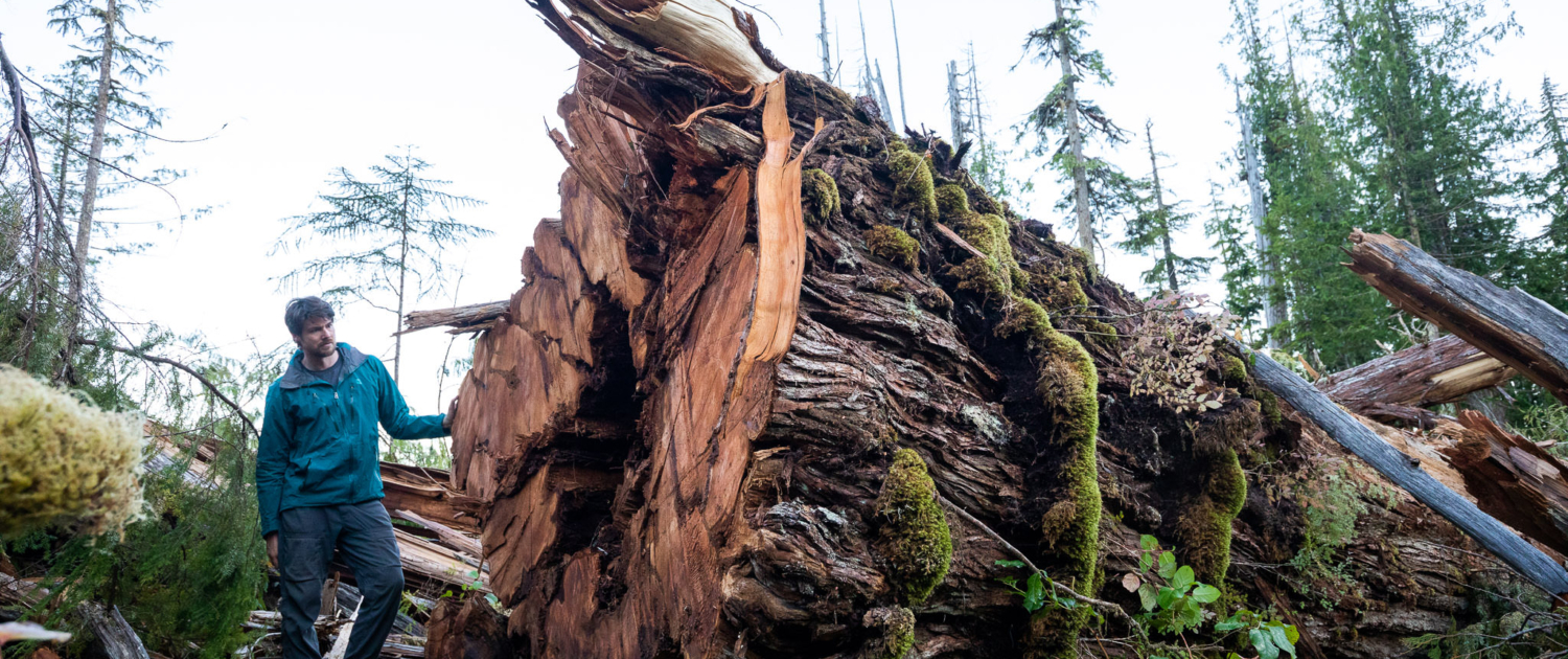 A man in a blue jacket stands beside a fallen western redcedar.