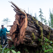A man in a blue jacket stands beside a fallen western redcedar.