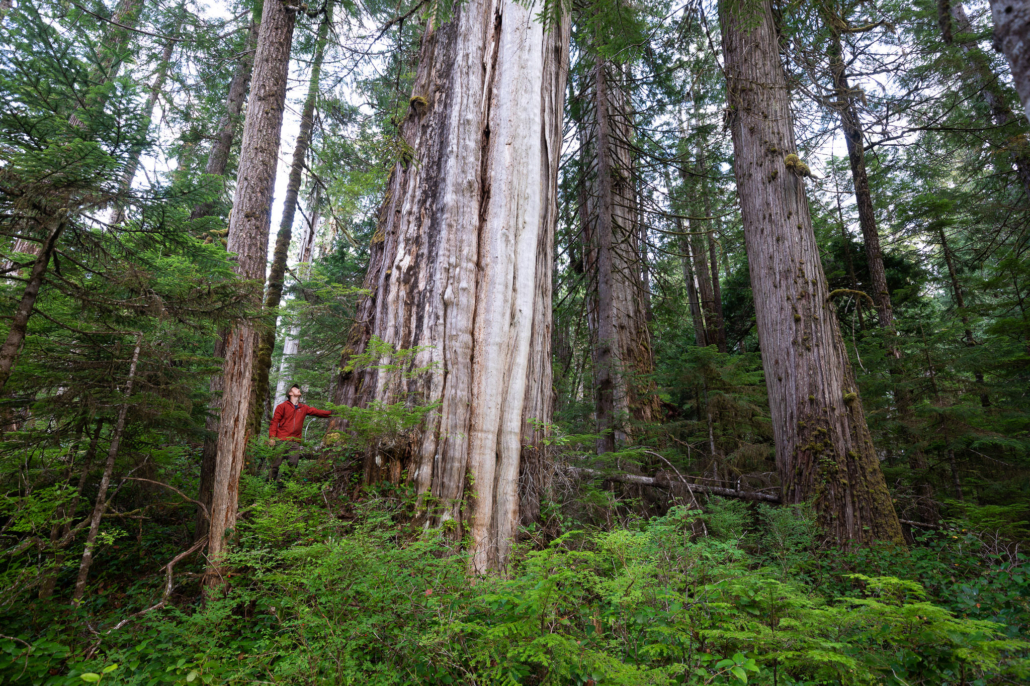A massive old-growth western redcedar tree in a small retention patch but lacking any formal protection.