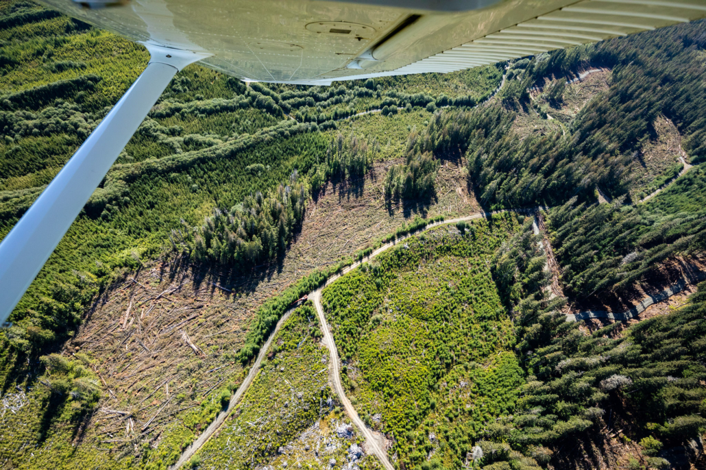 25 hectares (roughly 50 football fields) of prime old-growth was eventually logged in this location.
