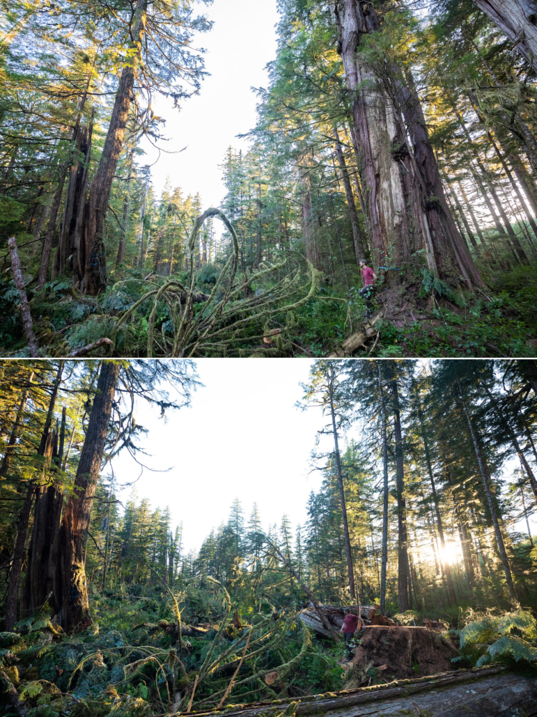A giant redcedar tree standing and then fallen the next day.