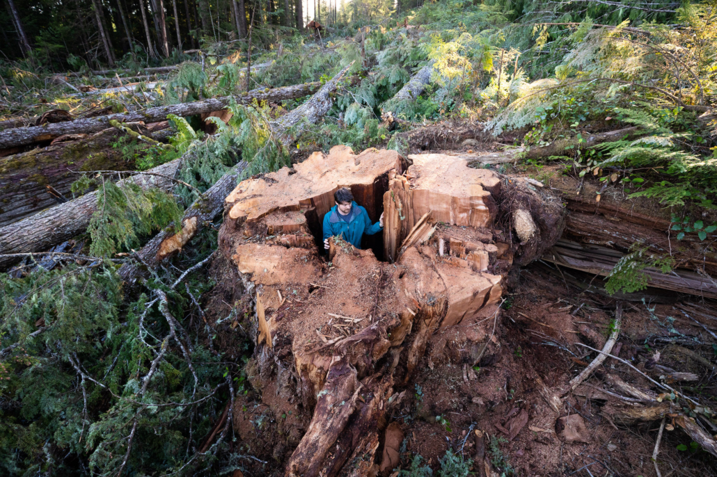 A man in a blue jacket stands inside the base of a logged western redcedar in the middle of a massive clearcut on northern Vancouver Island.