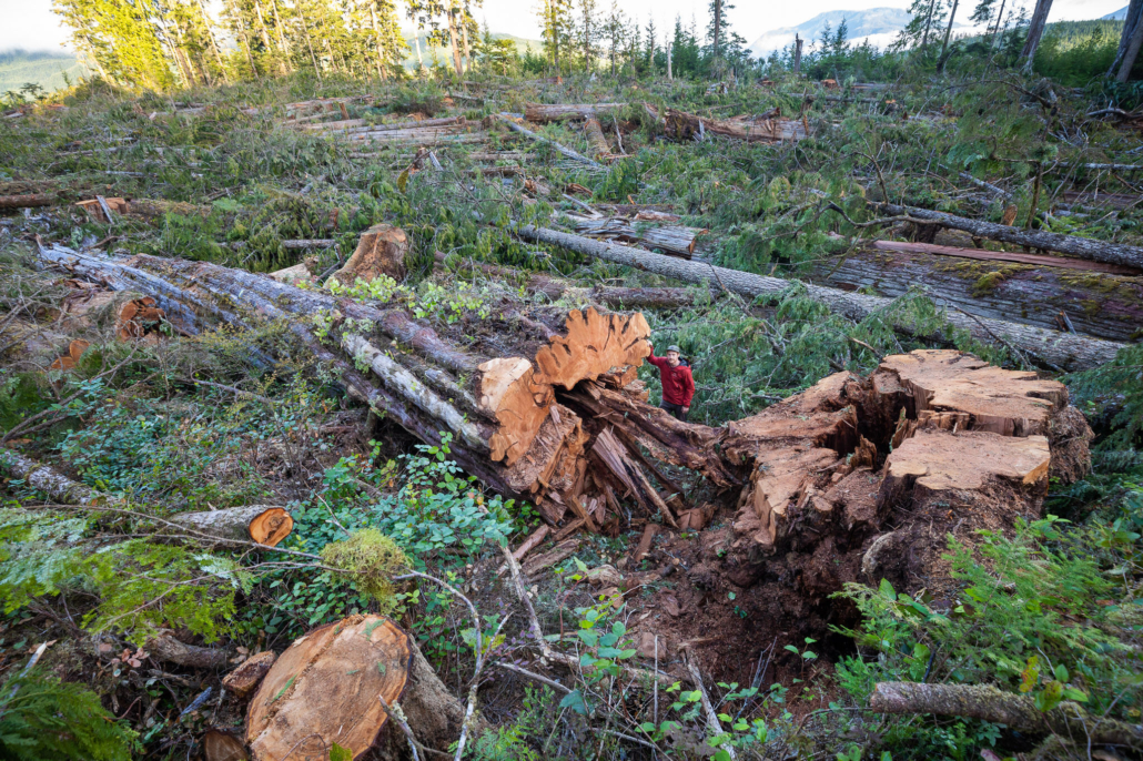 A man in a red jacket stands beside the base of a fallen western redcedar among a giant clearcut of hundreds other old-growth trees.